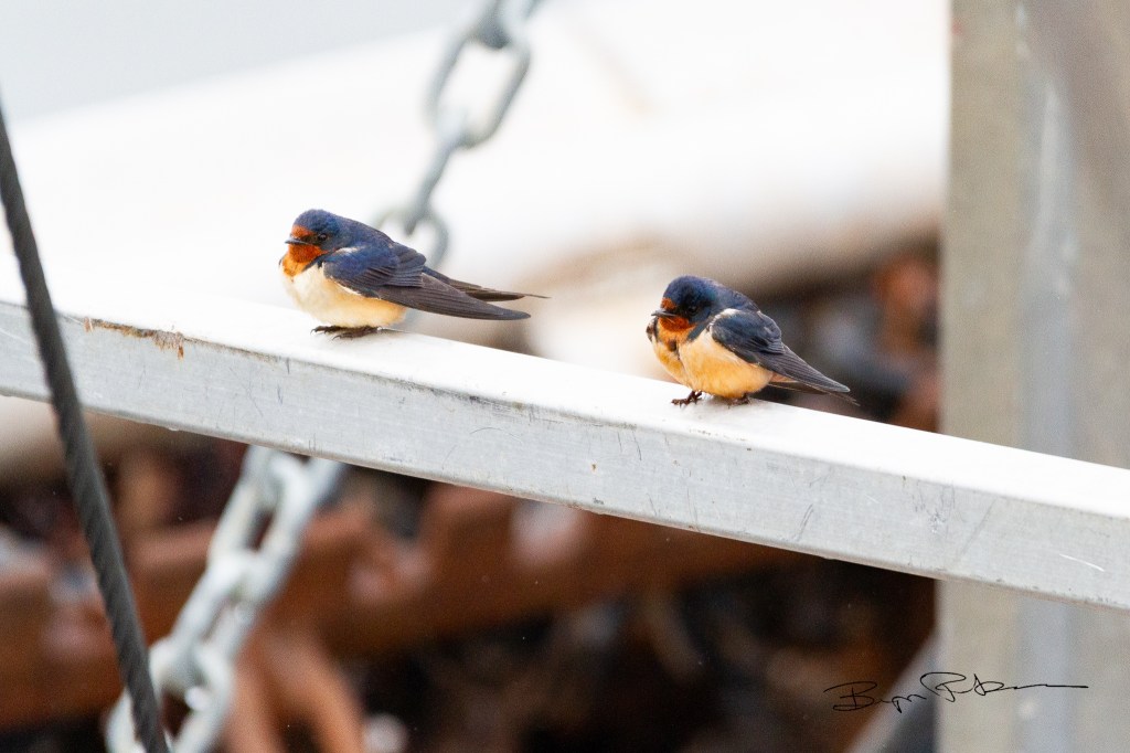 Two barn swallows - cornflower blue backs with buff and orange undersides - perch on a white railing of a boat in the rain, looking fed up.
