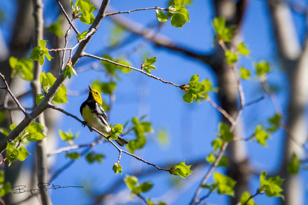 A black-throated green warbler on a budding tree branch on a sunny day. He's craning his little neck up, curving his body.