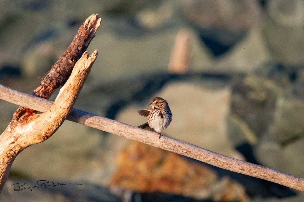 A song sparrow on a driftwood branch at sunset, facing the camera and head and right wing pointed to the ocean.