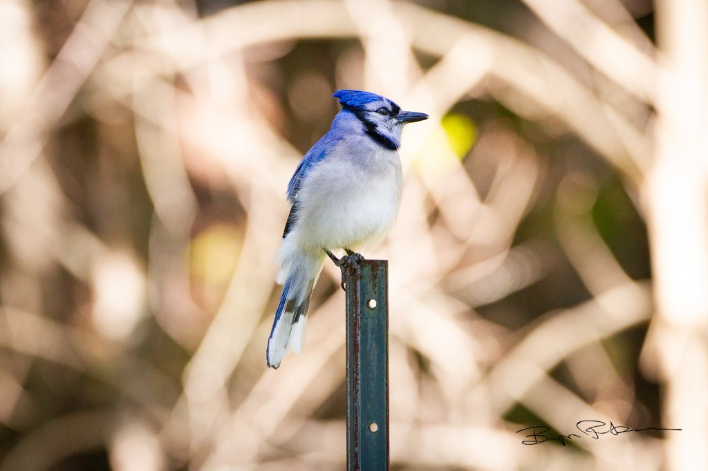 Blue jay on a rusting metal post, with sunny bare branches blurred in the background.