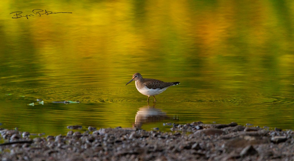 A juvenile solitary sandpiper stands in shallow water on an early fall evening; the water is blurry fall colours of yellow-greens and oranges.